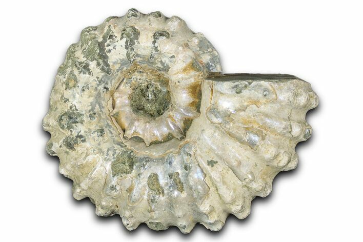 Bumpy Ammonite (Douvilleiceras) Fossil - Purple Iridescence #343825